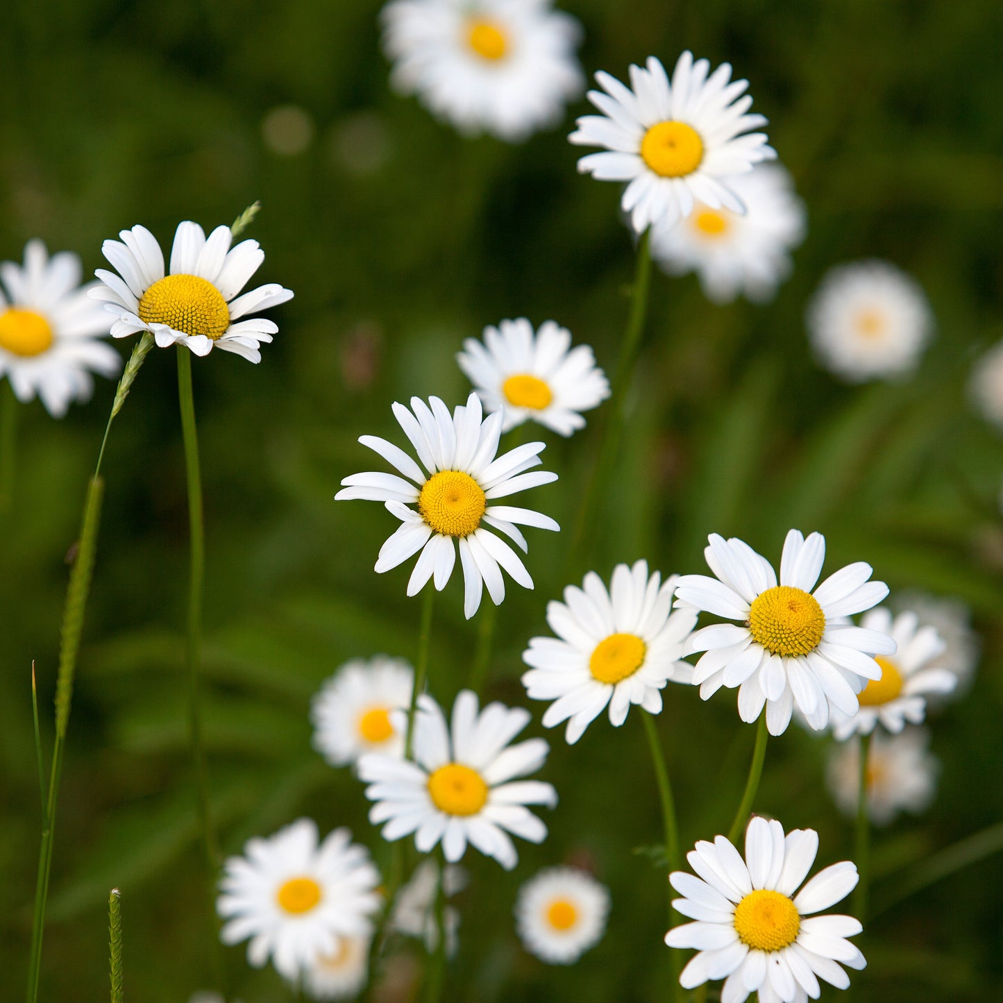 White flowers with yellow centers on a green background