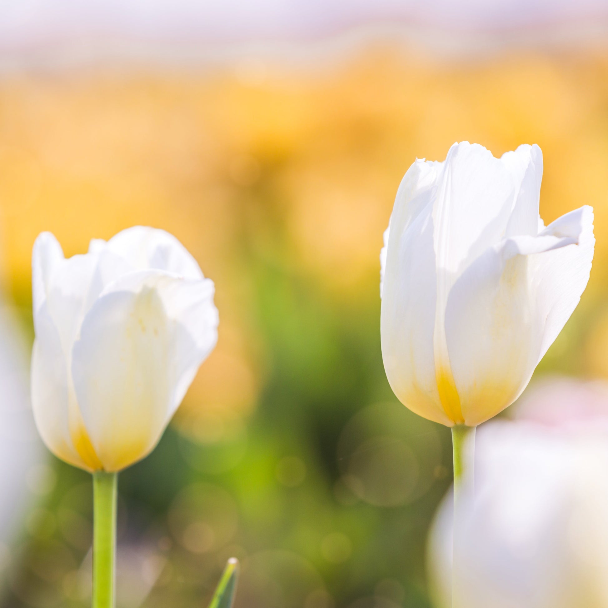 Two white tulips with yellow centers against a blurred natural background